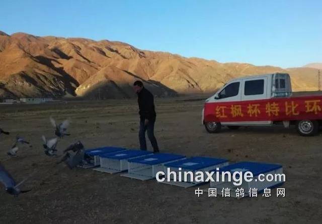 西藏赛鸽竞翔两项纪录创造者:飞鸽英雄王殿勇