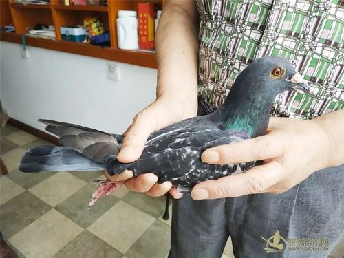 在去年宁镇扬2000公里的超远程比赛中,共有六羽信鸽归巢,全部来自扬州