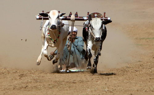 巴基斯坦 公牛竞速